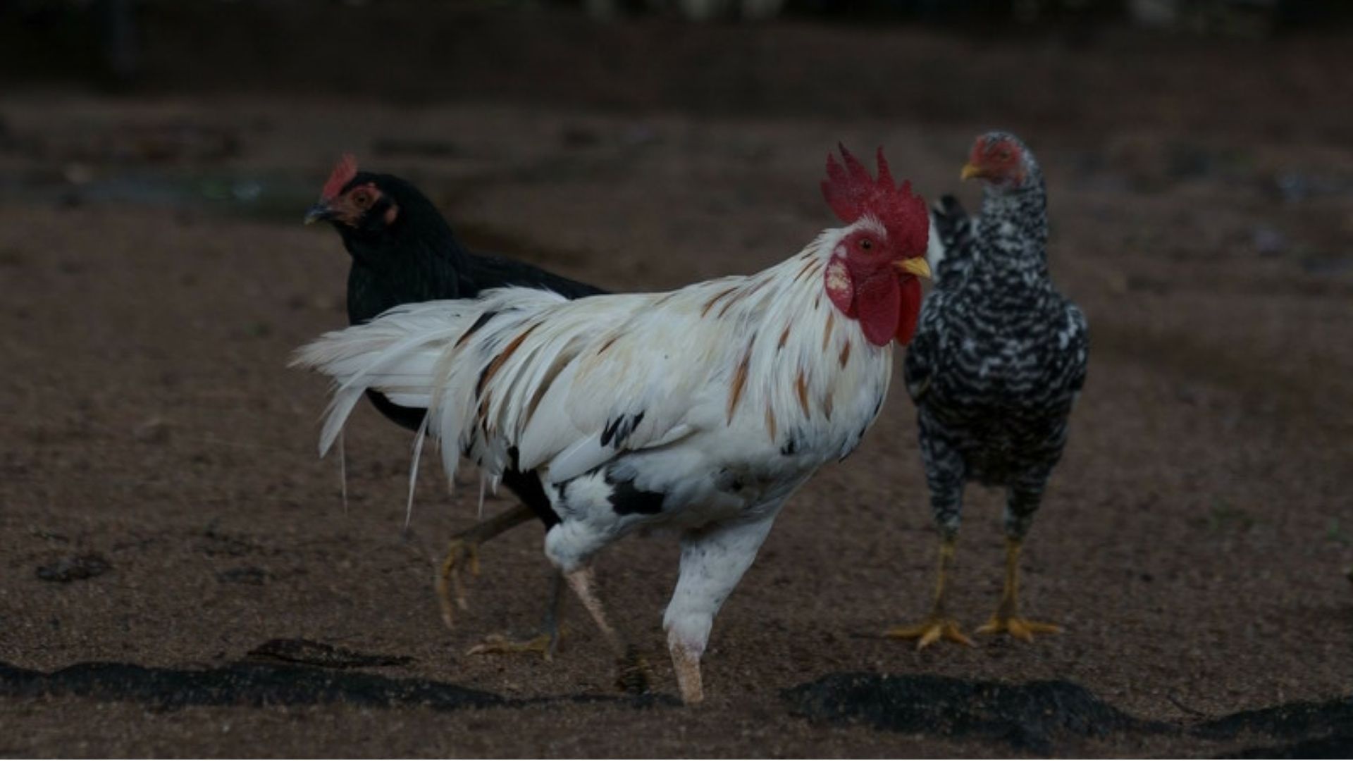 Chickens in Jharkhand state, India