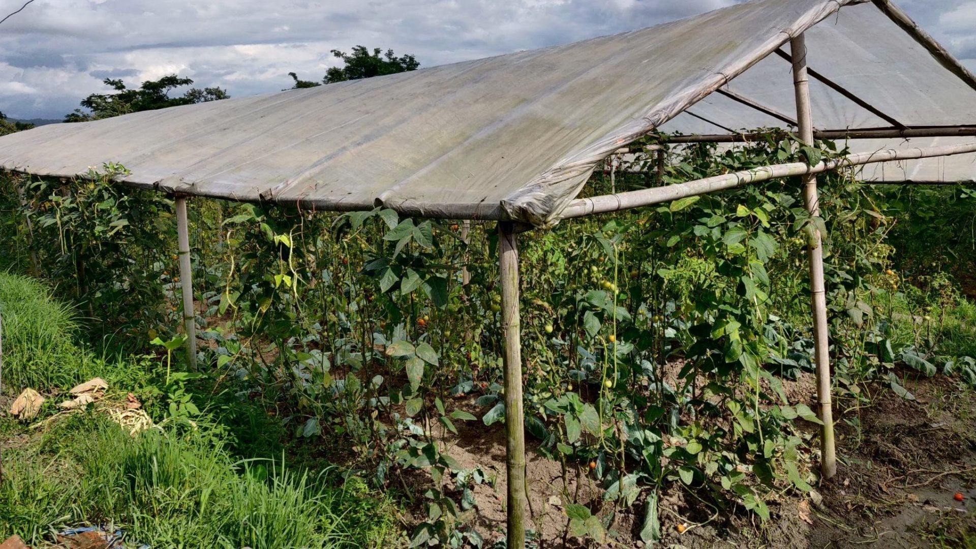 Buddhi Maya's, who we helped through our programmes in Nepal, tomato farm in Kavresthali